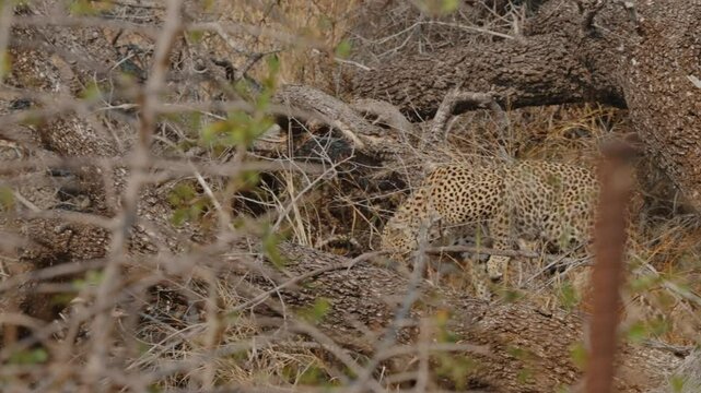 Leopard walking gracefully through dense brush in Kruger National Park showcasing agility