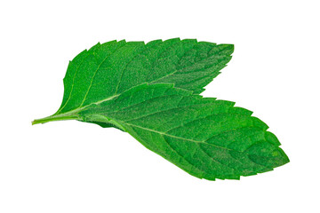 Fototapeta premium Mint leaves isolated on white background