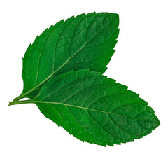 Fototapeta premium Mint leaves isolated on white background