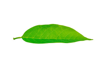 leaves isolated on white background