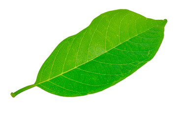 leaves isolated on white background