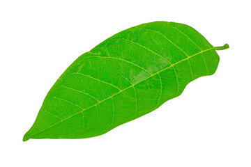 leaves isolated on white background