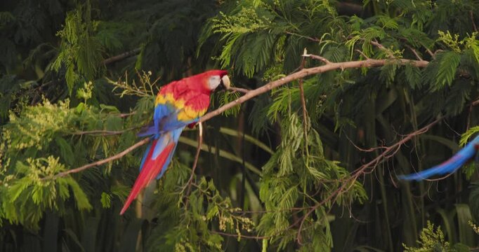 Scarlet macaws bonding Pair moves from perch to perch together in the Peruvian rainforest, a colorful pair in bright morning light.