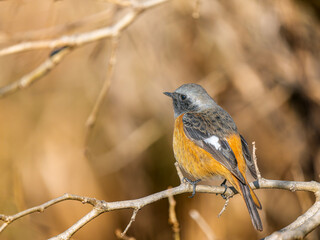 Fototapeta premium 枝にとまるジョウビタキのオス