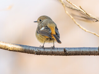 枝にとまるジョウビタキのメス