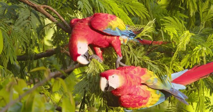 Vibrant playful pair of scarlet macaws perched in Peru&rsquo;s rainforest, sunny morning closeup shot.