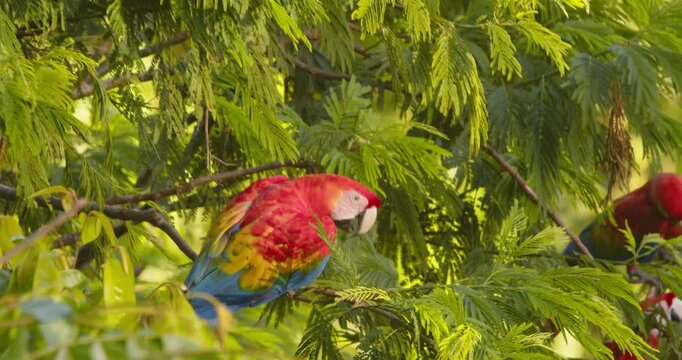 Colorful Scarlet Macaw climbs down to join its flock who are creating a noisy ruckus in the lush amazon rain forest