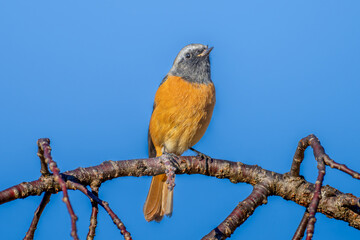 枝にとまるジョウビタキのオス
