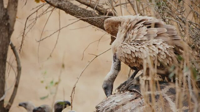 Hooded vulture peck and scavenge pulling meat from dry dead carcass on a tree branch in Kruger National Park scanning the dry surroundings