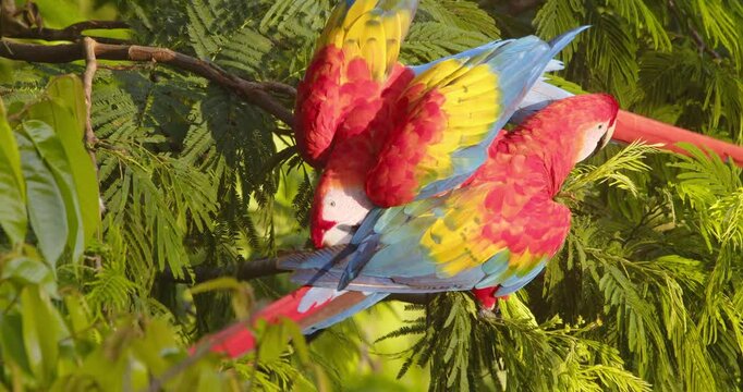 A vibrant Scarlet Macaw romancing duo bonding through allopreening in the heart of the Peruvian rainforest.