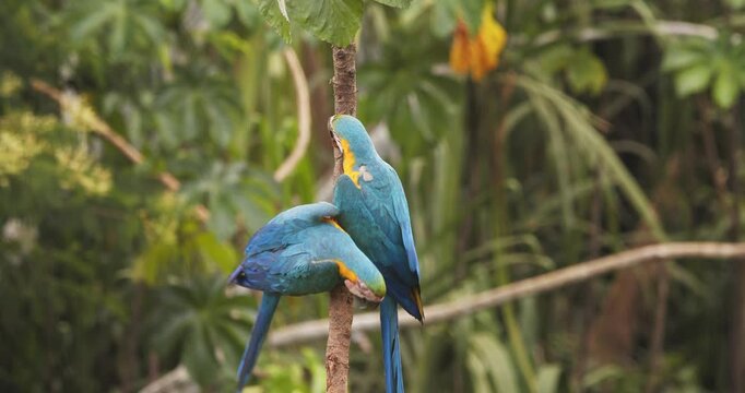 Blue-and-yellow macaw Flies in and lands to Join its mate on the branch in the Amazonian Rain forest canopy sitting side by side