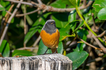 切り株にとまるジョウビタキのオス