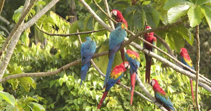 Pan shot showing Noisy macaws gather on a tree, their bold red blue feathers and chatter animating the jungle canopy.