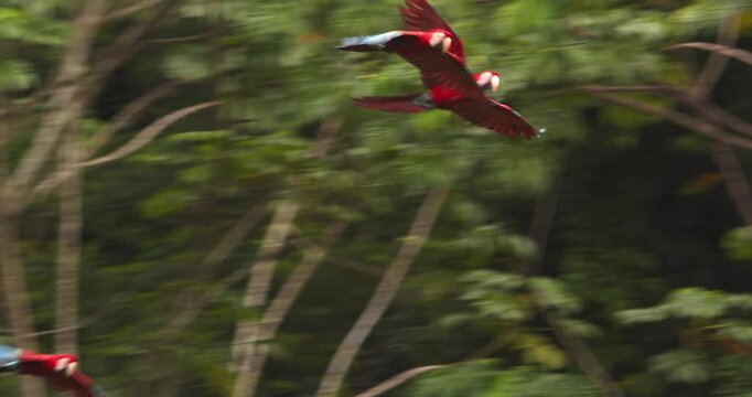 Small Flock of Green Winged macaw makes a noisy flight over the dense Amazon rain forest canopy