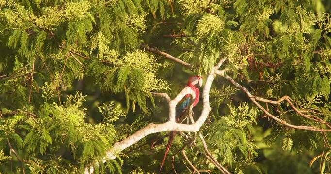 Single Scarlet Macaw sitting on branch of a fruit laden tree on a bright sunny morning in the Rain forest