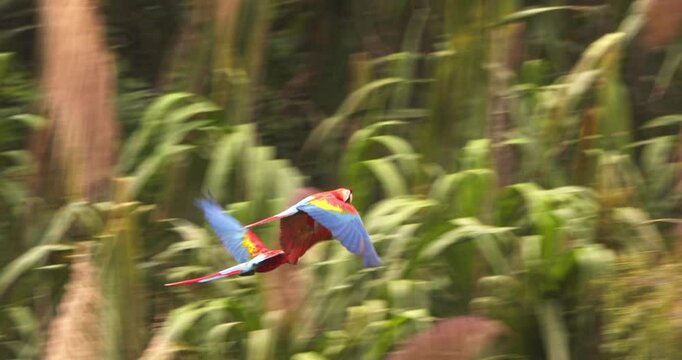 Pair of vivid scarlet macaws soaring through the Amazon jungle, a stunning tropical wildlife moment.