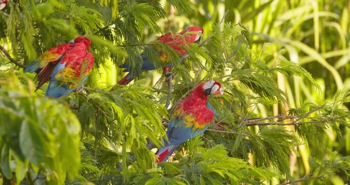 Noisy flock of Scarlet Macaws basking and preening at top of a bright green tree in the Peruvian rain forest