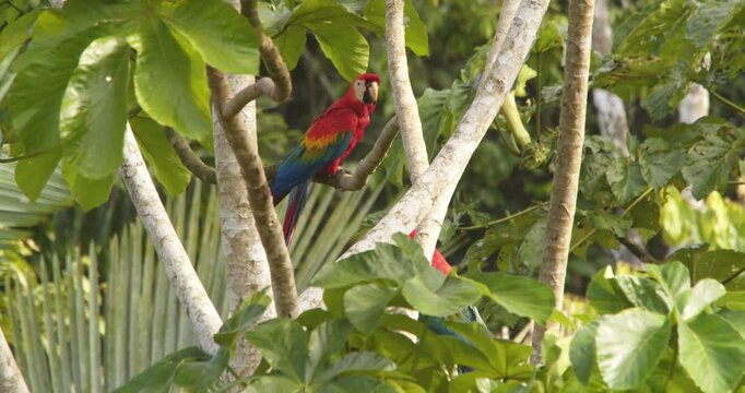 A lively flock of scarlet macaws fills the treetops, bursting with color and sound in the tropical forest.