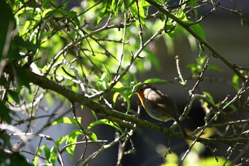 rouge-gorge en mai