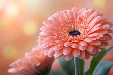 Rolgordijnen zonder boren Vibrant Pink Gerbera Daisy in Soft Focus Bokeh - Floral Photography for Wall Art and Design © D