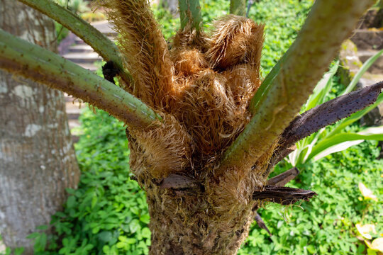 Fibrous Brown Texture of Cibotium Barometz