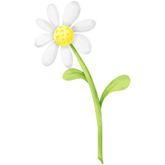 hand drawn white daisy painting