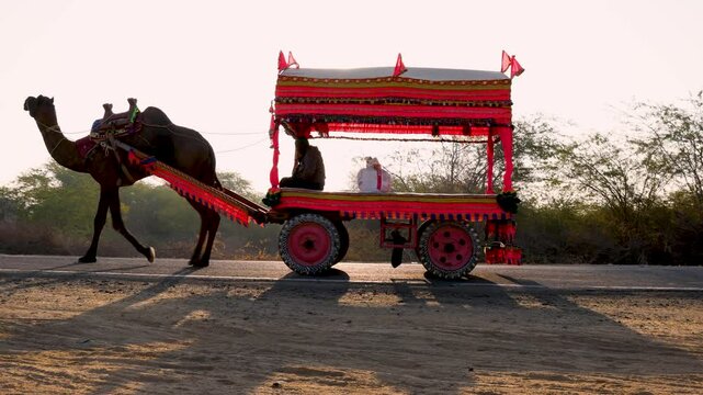 decorated camel cart running at remote tarmac road with bright sunrise sky video is taken at dhordo kutch white rann gujrat india.