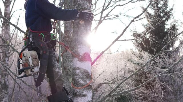 Female tree surgeon with pruning equipment attached to birch tree with ropes