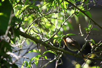 rouge-gorge en mai