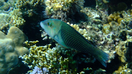 Thicklip wrasse or blackeye thicklip (Hemigymnus melapterus) undersea, Red Sea, Egypt, Sharm El Sheikh, Montazah Bay