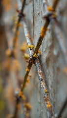 Naklejka premium Emerging Larch Buds on Rustic Branches Against a Textured Wall Surface