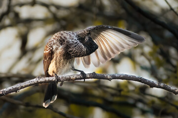 red vented bulbul bird on a branch