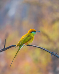 bee eater with a bee