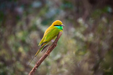 Green bee-eater