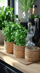 Fototapeta premium Grow Basil Herbs in Woven Pots