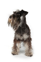 A black and silver Miniature Schnauzer standing on a white background