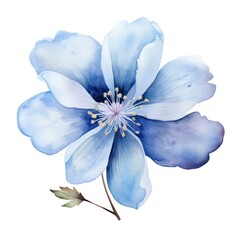 Blossom flower petal plant.