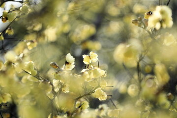 寒空に咲く蠟梅