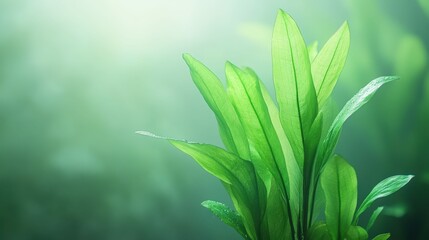 Obraz premium Vibrant fresh green leaves with dew on soft blurred background for nature design