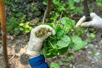 Image of a woman's hand cutting a leaf of a Centella asiatica plant.