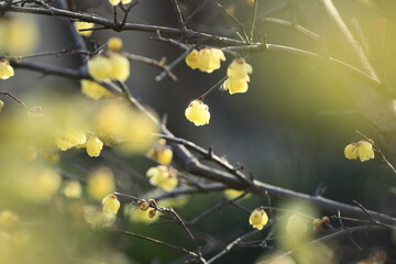 寒空に咲く蠟梅