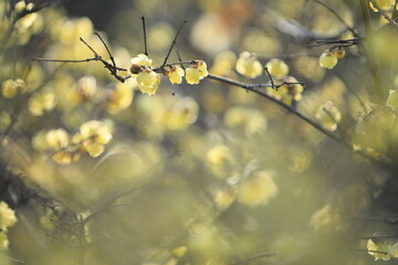 寒空に咲く蠟梅