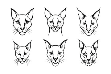 Caracal (Caracal caracal) animal design, labeled line art vector art illustration.