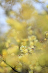 寒空に咲く蠟梅