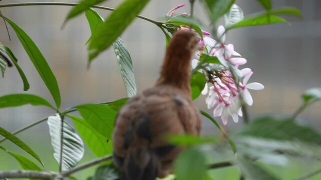 Gallus gallus is the scientific name for the Red Junglefowl, the wild ancestor of the modern domestic chicken (Gallus gallus domesticus).