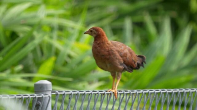 Gallus gallus is the scientific name for the Red Junglefowl, the wild ancestor of the modern domestic chicken (Gallus gallus domesticus).