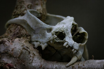 Skull of an animal on a tree