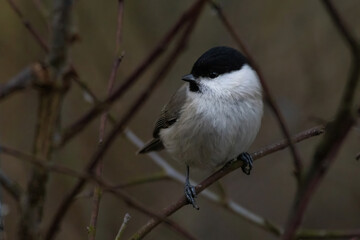 Cute bird The willow tit, song bird sitting on a branch