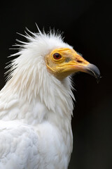 Adult animal. Vulture portait on black background.