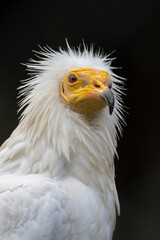 Adult animal. Vulture portait on black background.